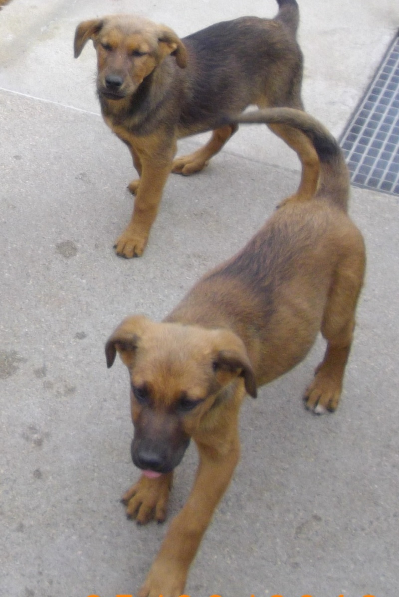 recherche fa pays de loire pour 3 chiots croisés malinois 3 mois