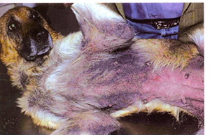 comment soigner eczema chien