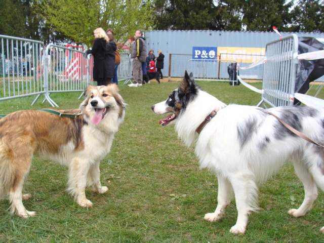 rencontre amis des chiens