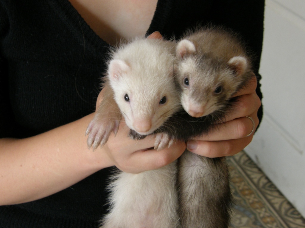 forum furet : pour nos amours