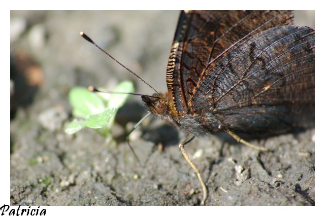 papillon dans nature dsc_0025