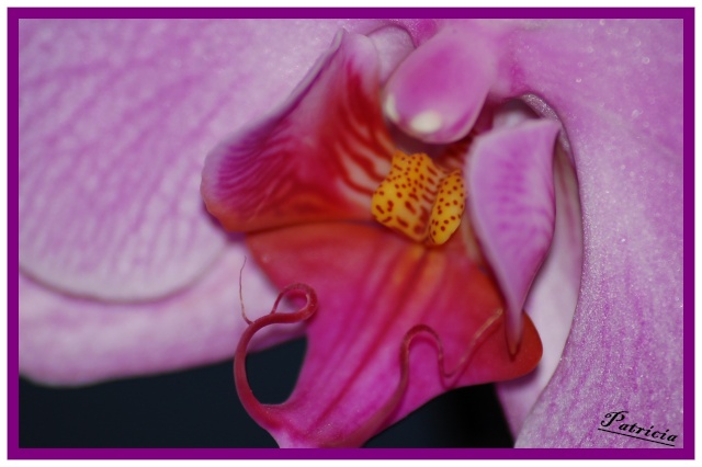 orchid11