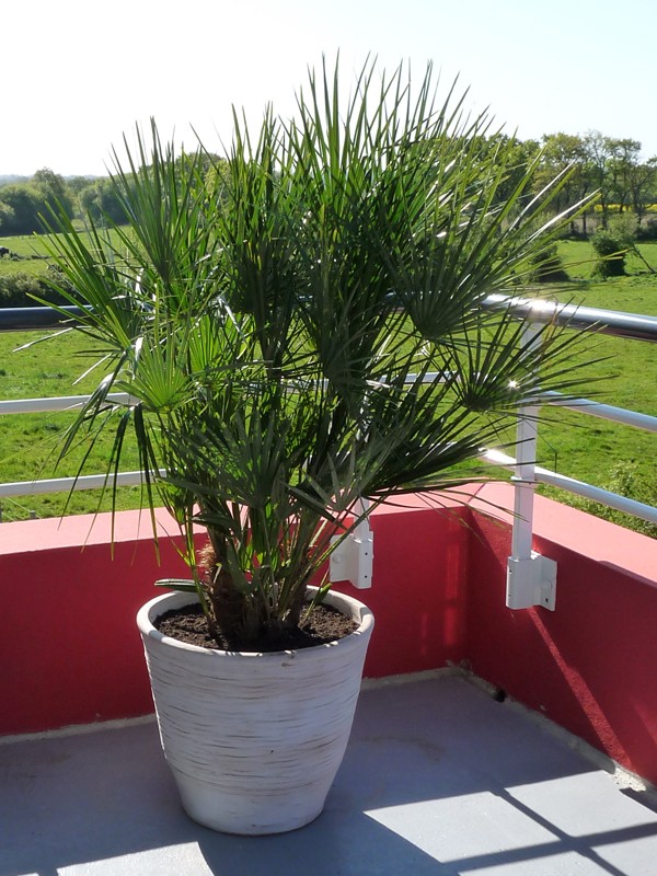 planter un palmier en pot