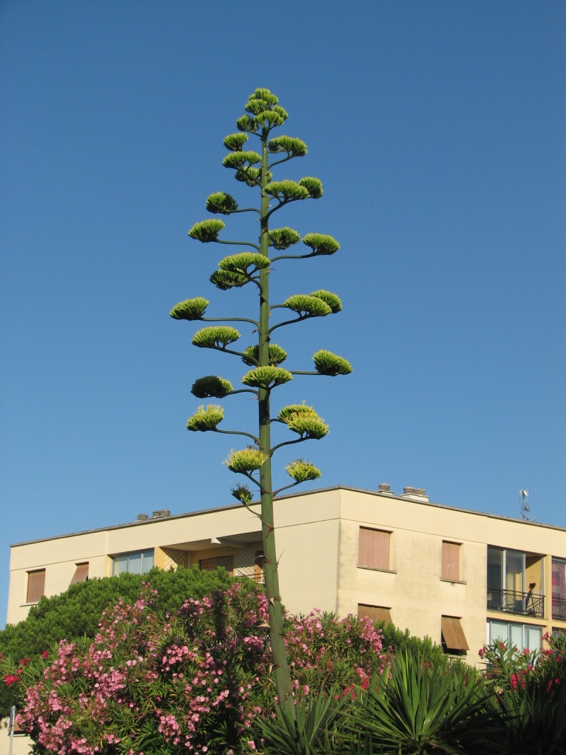 Agave Filamentosa