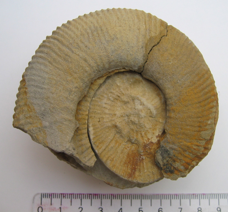 fossil11.jpg