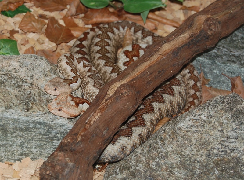 Vipera Orlovi