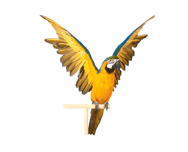 oooo11.png