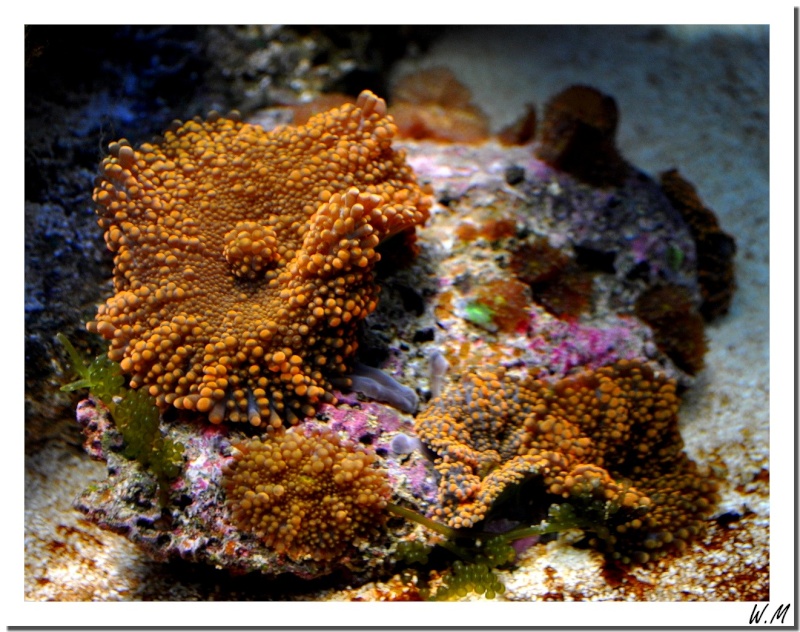 Des nouveaux coraux...