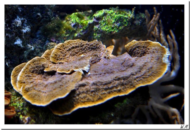 Des nouveaux coraux...