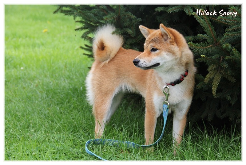 rencontre shiba inu