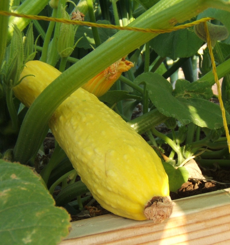 Picture Of Mature Yellow Summer Squash Plants 56