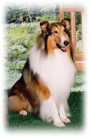 lassie10.jpg