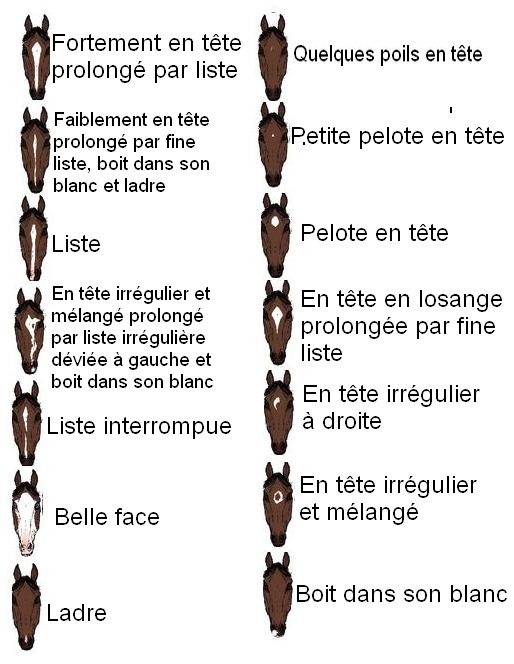 Comme augmenter plus effectivement penis