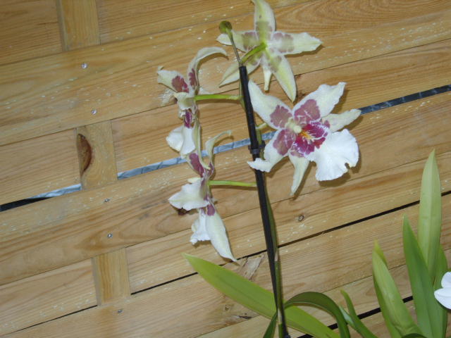 orchid22.jpg