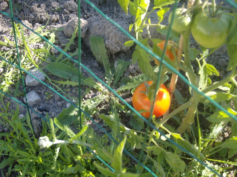 tomate11.jpg