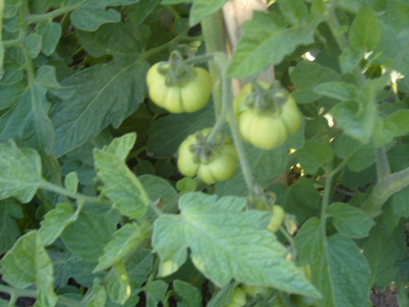 tomate12.jpg