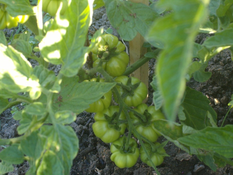 tomate13.jpg
