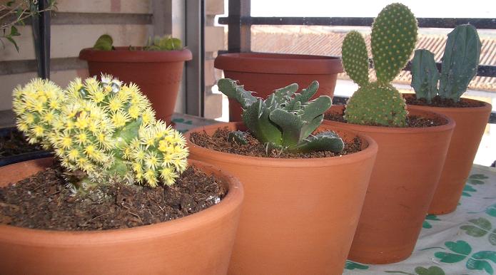 cactus11.jpg