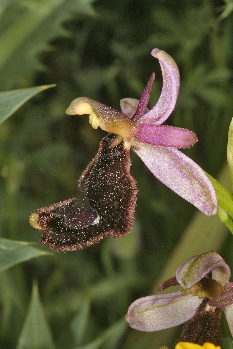 ophrys19.jpg