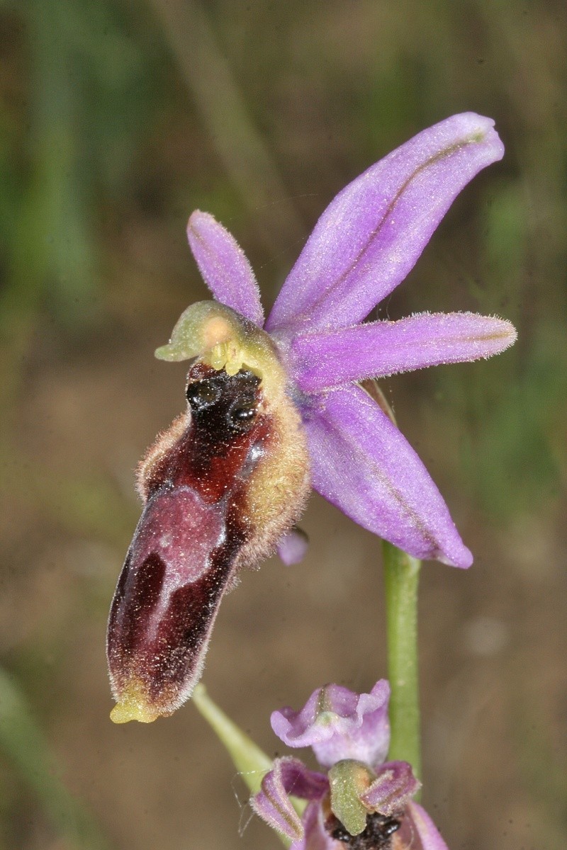 ophrys22.jpg
