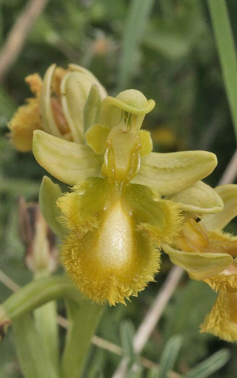 ophrys25.jpg