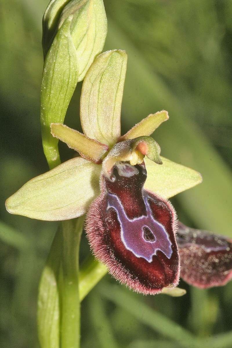 ophrys55.jpg