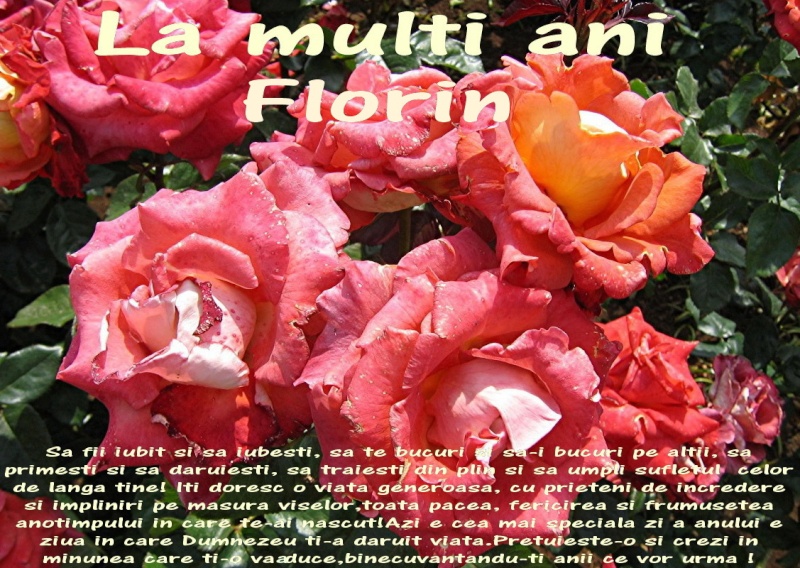 florin10.jpg