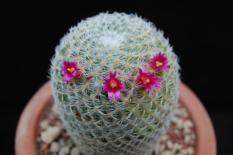 Mammillaria lanata