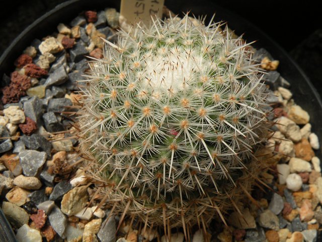 mammillaria noureddineana