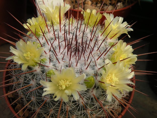 mammillaria cobrensis