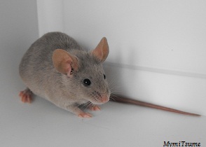 Les différentes variétés de la souris domestiques (Mus Musculus)