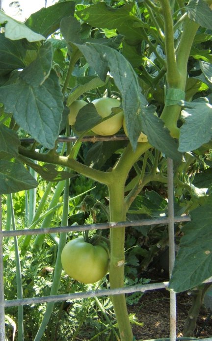 tomato13.jpg
