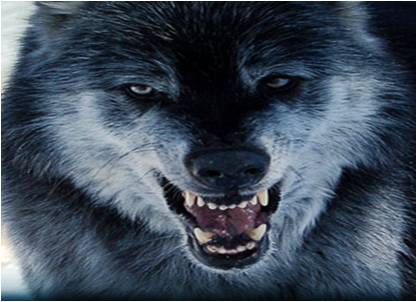 wolf110.jpg
