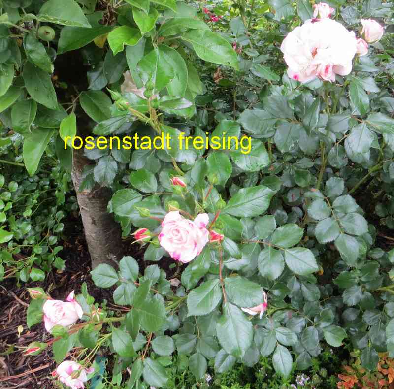 rosest10.jpg