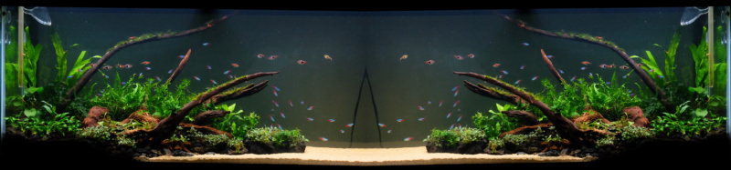 aquari11.png