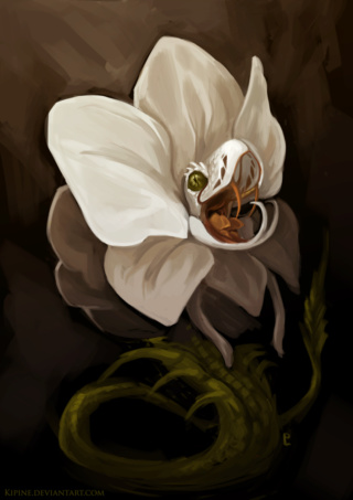 orchid11.png